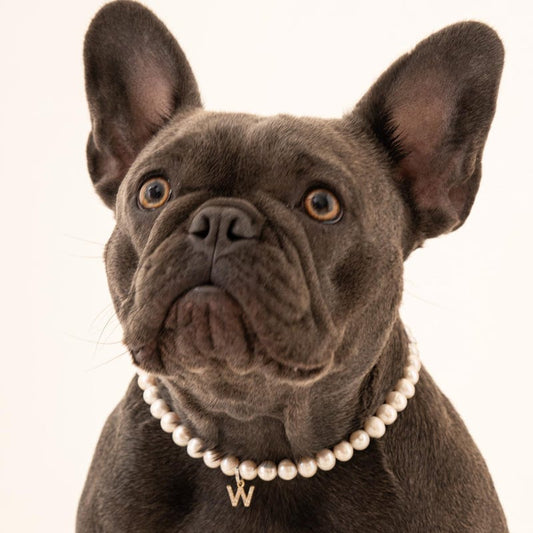 Spring Sale! Name tag Collar for Dog, Customizable Charm, Dog jewelry, Customizable Faux Pearl Necklace for Dogs