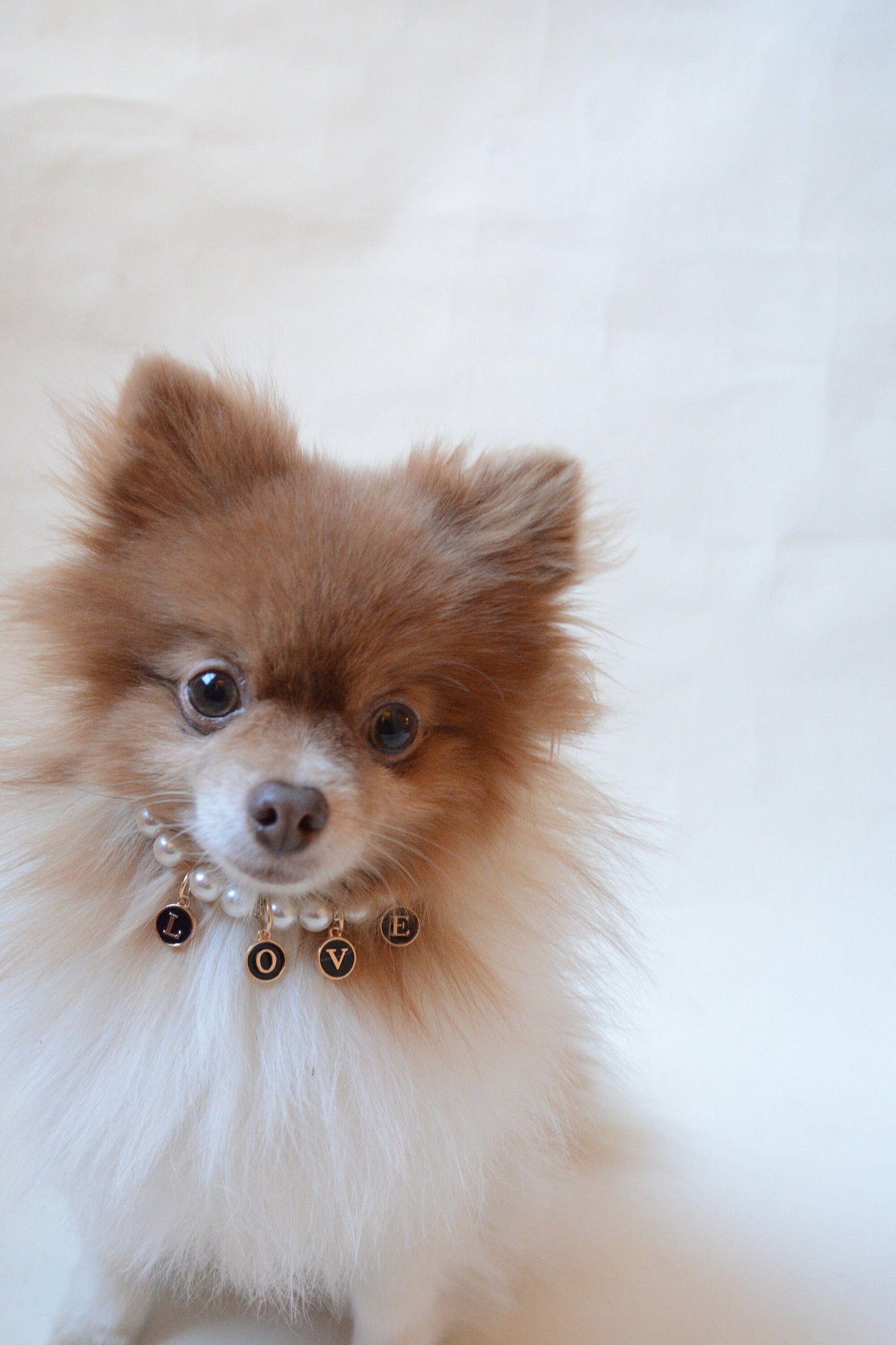 Spring Sale! Name tag Collar for Dog, Customizable Charm, Dog jewelry, Customizable Faux Pearl Necklace for Dogs