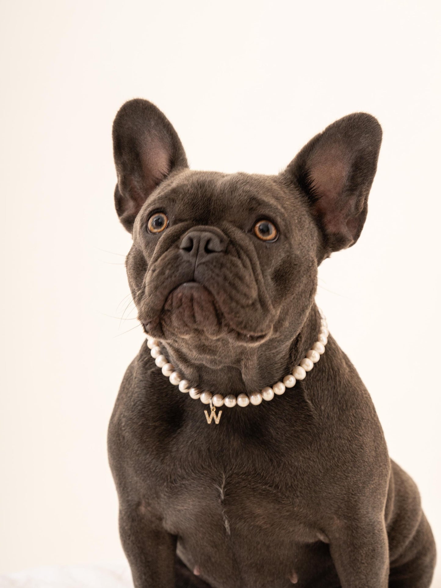 Spring Sale! Name tag Collar for Dog, Customizable Charm, Dog jewelry, Customizable Faux Pearl Necklace for Dogs